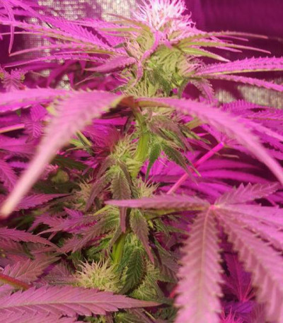 Семена сорта Crystal Queen fem (Vision Seeds)