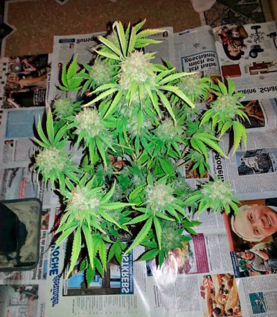 Семена сорта Dutch Dragon fem (Paradise Seeds)