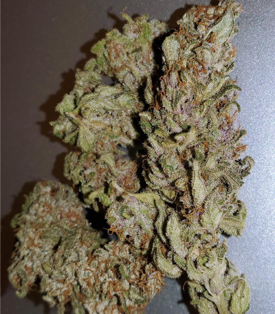 Семена сорта Gelato fem (Nirvana Seeds)