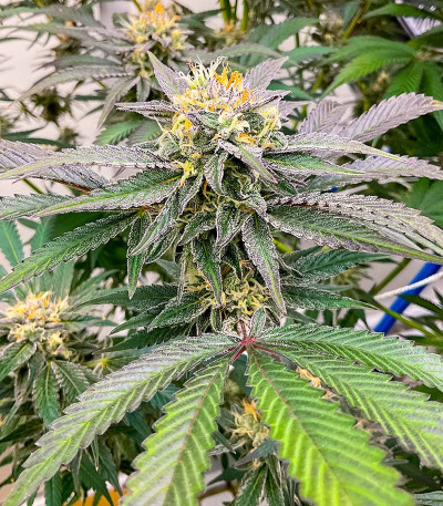 Семена сорта Florida Sunrise Auto fem (7CH American)