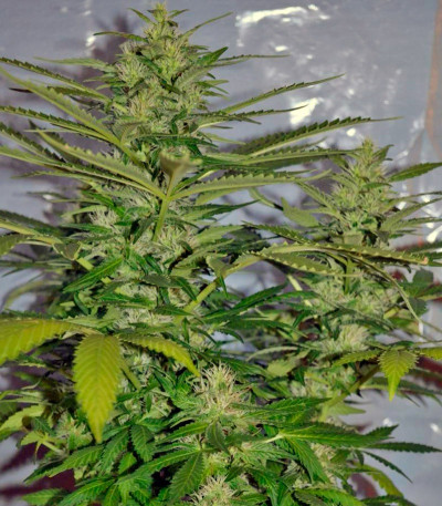 Семена сорта Jack Herer fem (Green House Seeds)