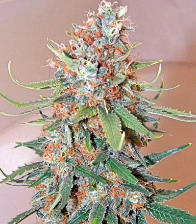 Семена сорта Big Band Max Auto