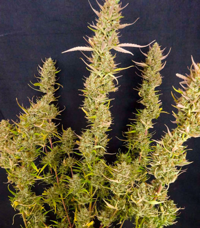 Семена сорта Black Orchid fem (Original Sensible Seeds)