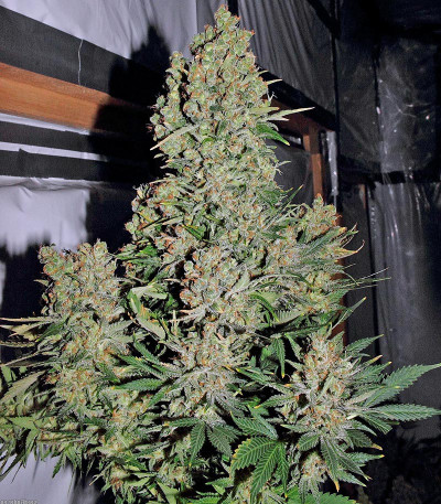 Семена сорта Chronic reg (Serious Seeds)
