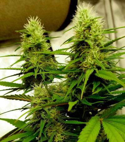 Семена сорта Delicious Candy Auto fem (Delicious Seeds)