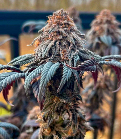 Семена сорта End Game R2 fem (Ethos Genetics)