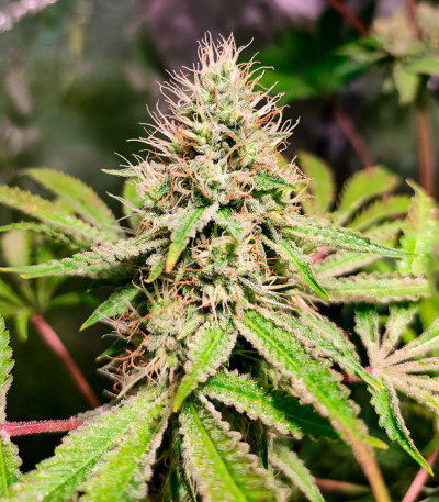 Семена сорта Frosted Guava fem (Original Sensible Seeds)