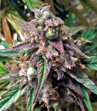 Семена сорта Fruit Punch Auto fem (Heavyweight Seeds)