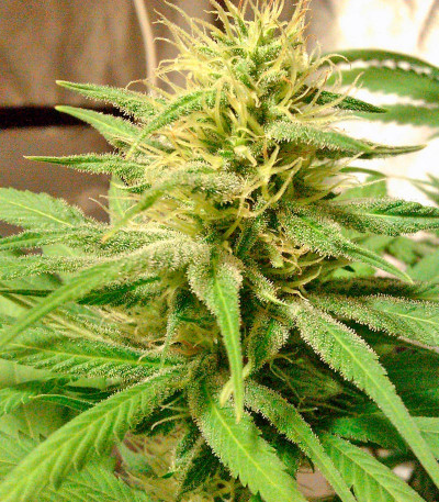 Семена сорта Hubble Bubble fem