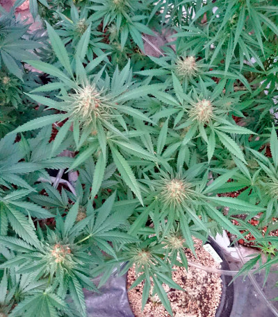 Семена сорта Lithium OG Kush fem (Nirvana Seeds)