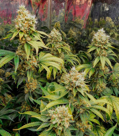 Семена сорта Miracle Alien Cookies fem (7CH American)