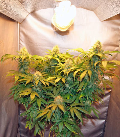 Семена сорта Night Shade fem