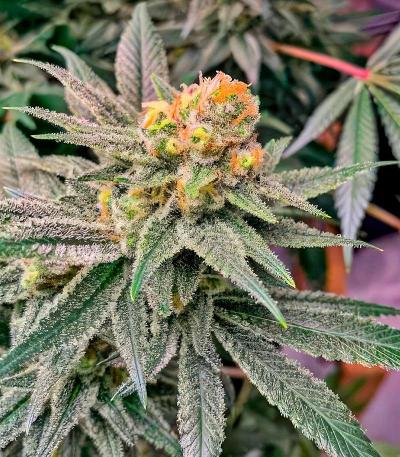 Семена сорт OG Kush Fast Version fem (Семяныч)