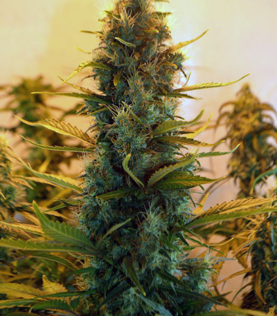 Семена сорта Lowryder Auto fem (Doctor's Choise)