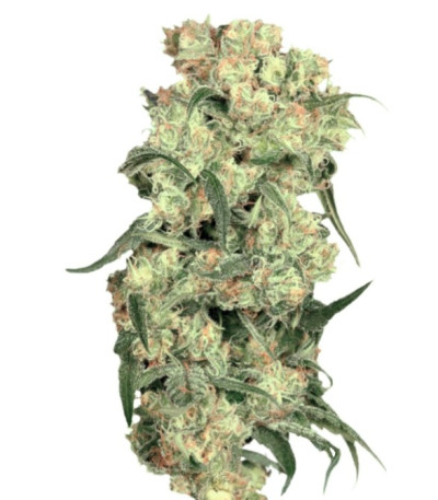 Семена Freddy's Best шишки