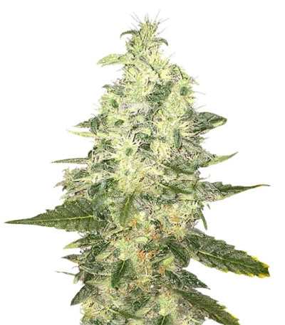 Семена сорта Supreme Kush CBD fem