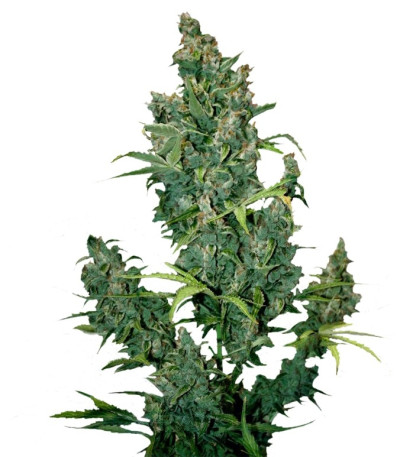 Семена сорта Tundra #2 Auto fem