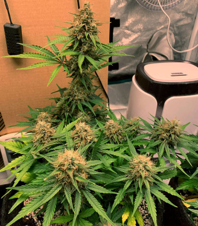 Семена сорта Amnesia Lemon Auto fem (Семяныч)