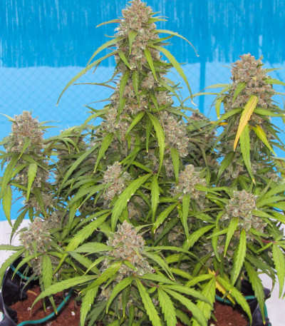 Семена сорта Auto Cinderella Jack fem (Dutch Passion)