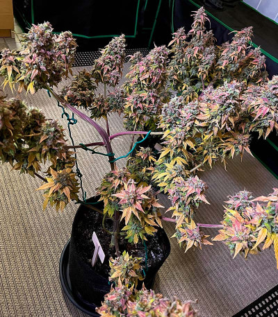 Семена сорта Gorilla Crunch Auto fem от Семяныча