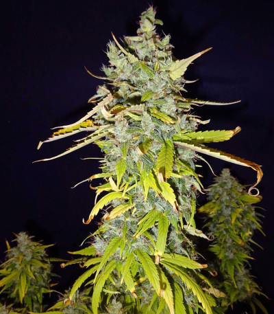 Семена сорта Gorilla Glue Auto fem