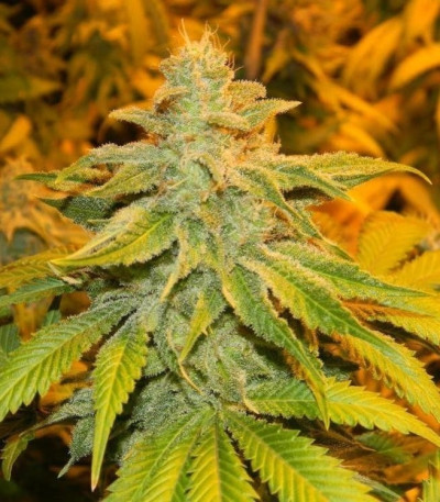 Семена сорта White Widow fem (Green House Seeds)