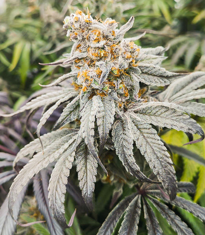 Семена сорта Banana Punch fem (Barney's Farm)