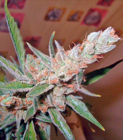 Семена сорта Green-O-Matic auto fem