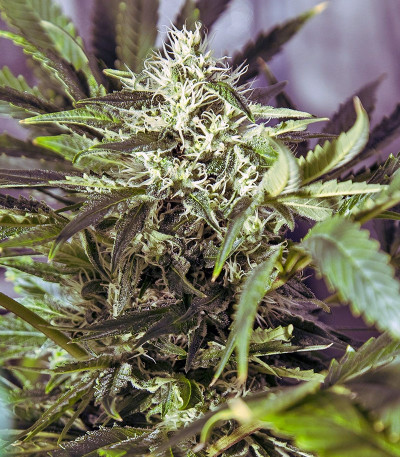 Сорт марихуаны White Widow regular 