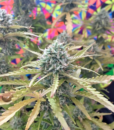 Семена сорта Northern Express Auto fem