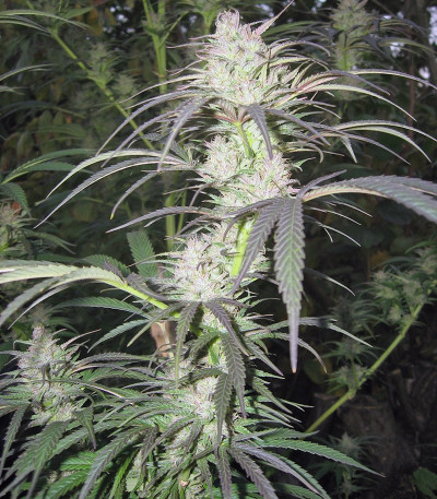 Семена марихуаны Pamir Gold