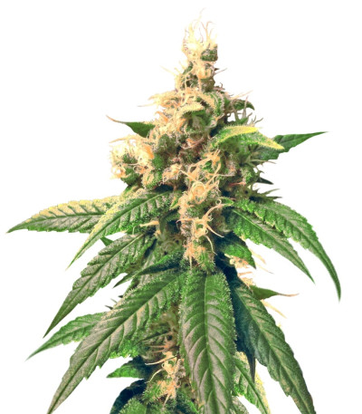 Семена сорта Skunk Kush reg (Sensi Seeds)
