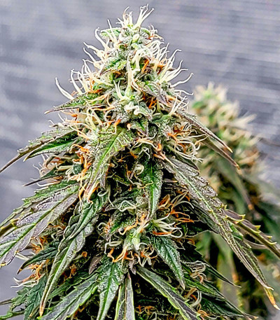 Семена сорта Auto Power Plant (Dutch Passion)