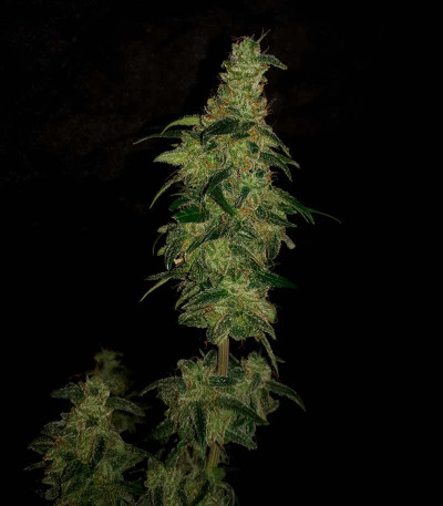 Семена сорта Buddha Syrup auto fem