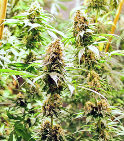 Семена сорта Cookies Gelato fem (Royal Queen Seeds)