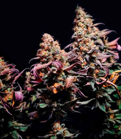 Семена сорта Rainbow Melon fem (FastBuds)