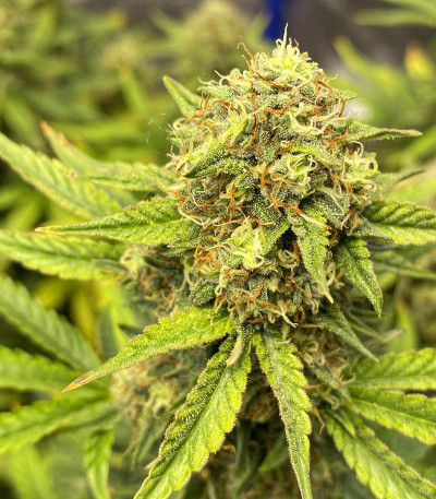 Семена сорта Auto Colorado Cookies fem (Dutch Passion)