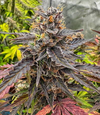 Семена сорта Moonshine Cookies fem (7CH American)