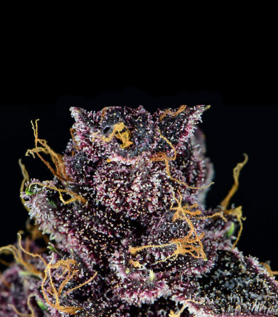 Семена сорта Purple Lemonade Auto fem (FastBuds)