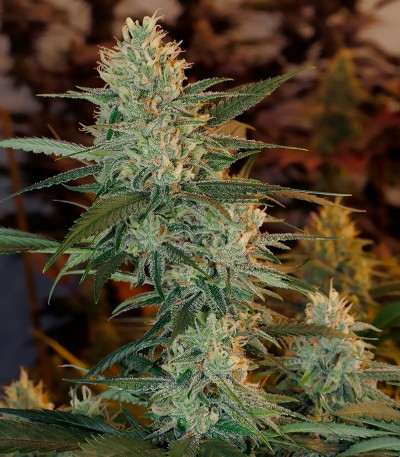 Семена сорта Super Lemon Haze fem (Green House Seeds)