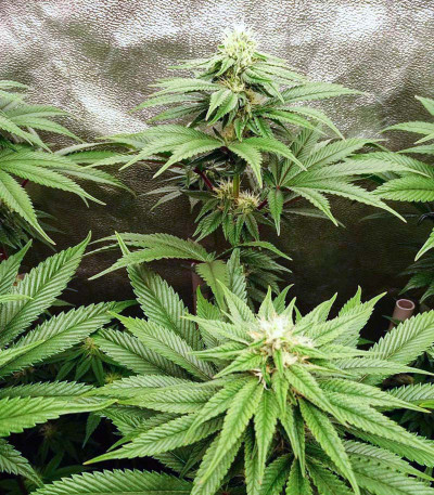 Семена сорта Triple G fem (Royal Queen Seeds)