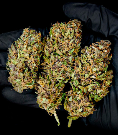 Семена сорта Watermelon Auto fem (Семяныч)