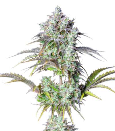 Семена сорта Original Big Bud Auto fem (FastBuds)