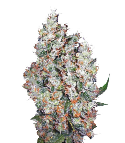 Семена Belaya Gvardiya шишки