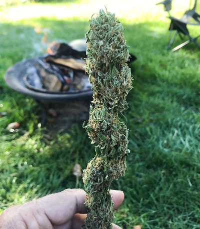 Семена сорта Jekyll Passion fem (Samsara Seeds)