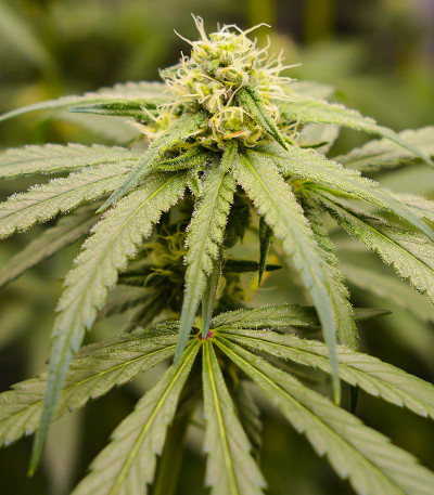 Семена сорта Banana Punch fem (Barney's Farm)