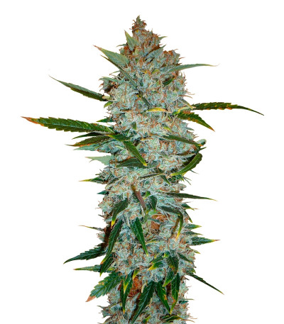 Семена сорта Kali Мist fem (Serious Seeds)