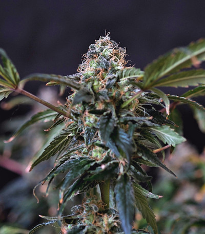 Сорт марихуаны Outlaw 