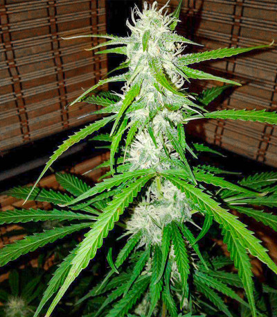 Семена сорта Easy Ryder Auto fem (Семяныч)