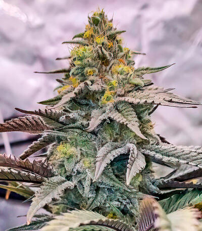 Семена сорта La Calma Autoflower fem (Easy Grow Seeds)